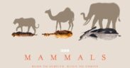 Mammals