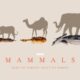 Mammals