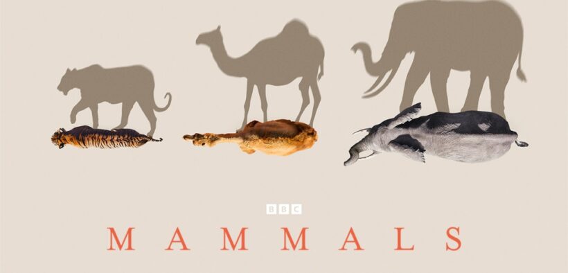 Mammals